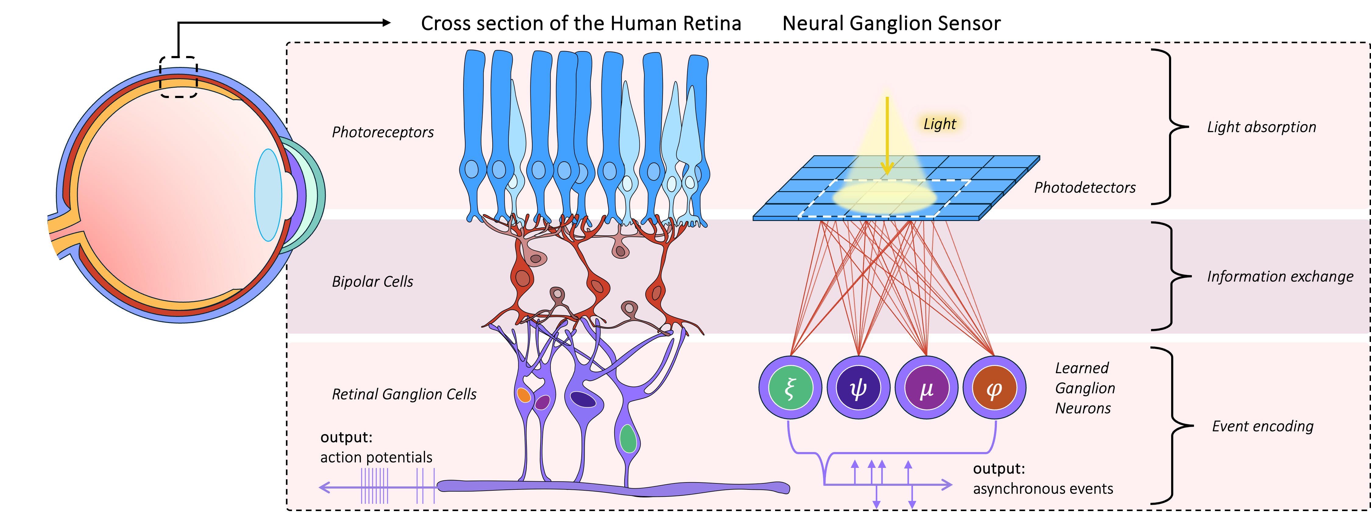 Neural Ganglion Sensors